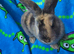 3 left Ready Now Mini lop X Angora Bunnies
