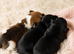 ️Beautiful Jack Russell puppies️
