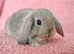 Baby mini lop rabbits for sale