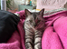 Rehome of sweet girl