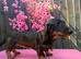 1 male teckel puppy for sale