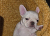 French bulldog dog puppies
