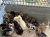 Day old chicks