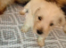 Female westie pup