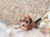 Beautiful cockapoo puppies for sale