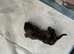 Miniture dashund pups