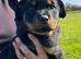 Rottweiler Pups -READY TO GO!  CHAMPION BLOODLINE & KC REGISTERED