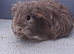 Rare gorgeous sow guinea pigs