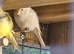 Red poll muataions finches