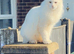 1 year old Male Maine Coon for sale