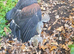 Male harris hawk