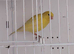 Canaries, goldfinch hen.