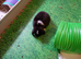 Pure mini lop ready to reserve