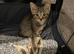 Ragdoll x kittens for sale