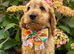 F1 cockapoo Puppies