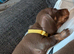 Four stunning puppies