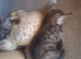 Bengal kittens ready now