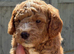 Cockapoo
