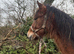 Baileys - Welsh C gelding