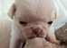 Reduced!!!Pug litter