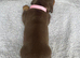 Lovely litter of dachshund puppies