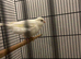 Male Recife Canary