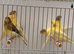 This year harlequin canary’s