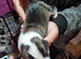 Staffordshire Bull Terrier Puppies