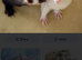 Micro Ferret Wanted