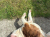 Old tyme English bulldog