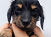 Stunning Miniature Long Haired Dachshund Girls