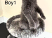 Beautiful Maine coon kittens
