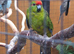 Breeding pair of kakarikis