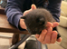 3 kittens