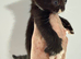 4 beautiful kittens