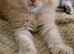 Price drop!!!Maine Coon Kittens ready for reservation