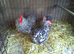 A Trio of Cuckoo Pekin Bantams
