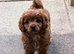 Gorgeous Cavapoo puppies 2 boys hereditary health tested clear. Ready now