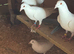 Pigeon for sale