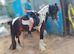 4 years old 14hh cob gelding