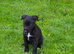 Lurcher pups for sale