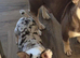 Female rojo merle puppy