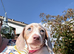 Miniature Dachshund puppies READY NOW