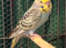 8 week old baby budgies available