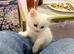 Adorable Fluffy White Male Kitten Ready for His Forever Home!