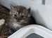 Ragdoll/mainecoon babies