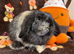 Mini lop