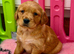 Red golden retriever puppies