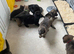 German shepherd puppies