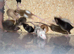 Fancy Mice Babies available, Mostly Females